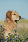 Golden Retriever Portrait