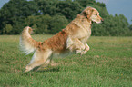 jumping Golden Retriever