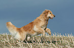 running Golden Retriever