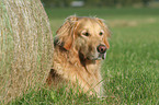 lying Golden Retriever