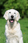 Golden Retriever Portrait