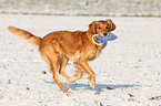 running Golden Retriever