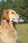 Golden Retriever Portrait