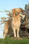 standing Golden Retriever