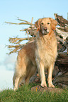 standing Golden Retriever