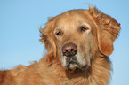 Golden Retriever Portrait