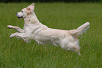 running Golden Retriever