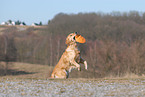 playing Golden Retriever