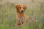 lying Golden Retriever