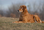 lying Golden Retriever