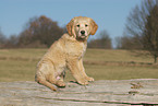 Golden Retriever puppy