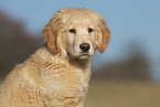 Golden Retriever puppy