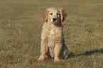 Golden Retriever puppy