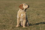 Golden Retriever puppy