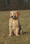 Golden Retriever puppy