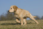 Golden Retriever puppy