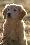 Golden Retriever puppy