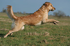 running Golden Retriever