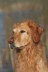 Golden Retriever Portrait