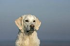 Golden Retriever Portrait