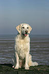 sitting Golden Retriever