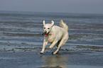 running Golden Retriever