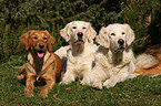 Golden Retriever on meadow