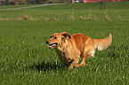 running Golden Retriever