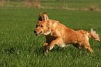 running Golden Retriever