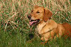 Golden Retriever on meadow