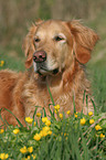 male Golden Retriever