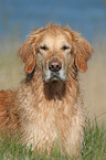 Golden Retriever Portrait