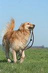 running Golden Retriever