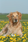 male Golden Retriever