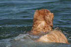 swimming Golden Retriever