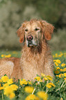 wet Golden Retriever