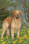 wet Golden Retriever