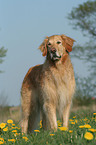 male Golden Retriever