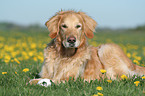 male Golden Retriever