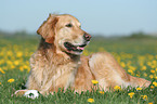 male Golden Retriever