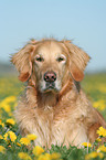 male Golden Retriever