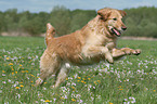 running Golden Retriever