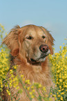 Golden Retriever Portrait