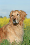 Golden Retriever Portrait