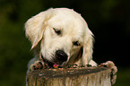 Golden Retriever Portrait