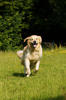 running Golden Retriever