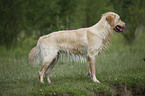 male Golden Retriever