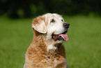 old Golden Retriever