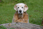 old Golden Retriever