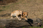 Labrador and Golden Retriever